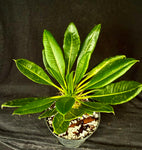 Pachypodium lamerei v. ihosii