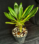 Pachypodium lamerei v. ihosii