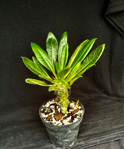 Pachypodium lamerei v. ihosii