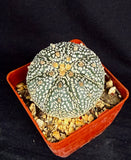 Astrophytum asterias cv. Super Kabuto