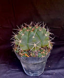 Gymnocalycium chiquitanum