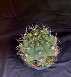 Gymnocalycium chiquitanum