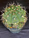 Gymnocalycium chiquitanum