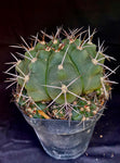 Gymnocalycium chiquitanum