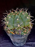 Gymnocalycium chiquitanum