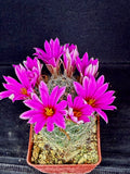 Mammillaria boollii