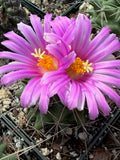 Thelocactus matudae