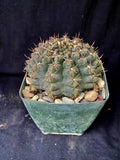 Gymnocalycium lukasikii