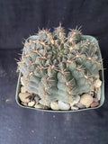 Gymnocalycium lukasikii