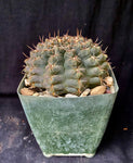 Gymnocalycium lukasikii