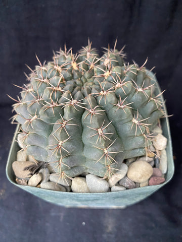 Gymnocalycium lukasikii