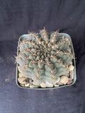 Gymnocalycium lukasikii