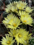 Mammillaria sphaerica