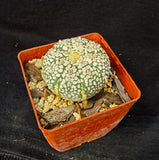 Astrophytum asterias cv. Super Kabuto