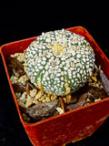 Astrophytum asterias cv. Super Kabuto