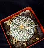 Astrophytum asterias cv. Super Kabuto