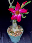 Adenium somalense