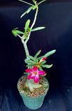 Adenium somalense