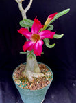 Adenium somalense