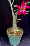 Adenium somalense