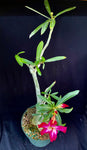 Adenium somalense