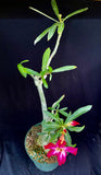 Adenium somalense