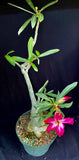 Adenium somalense