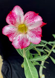 Adenium cv. Splash