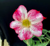 Adenium cv. Splash