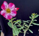 Adenium cv. Splash