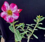 Adenium cv. Splash