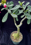 Adenium cv. Splash