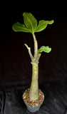 Adenium arabicum