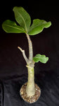 Adenium arabicum