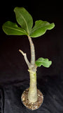 Adenium arabicum