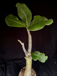 Adenium arabicum