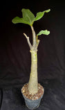 Adenium arabicum