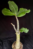 Adenium arabicum