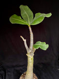 Adenium arabicum