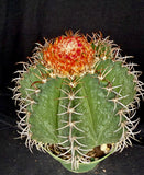 Melocactus matanzanus