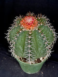 Melocactus matanzanus