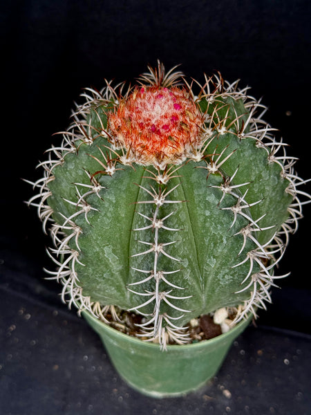 Melocactus matanzanus – Astrocarpus.com