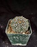 Astrophytum asterias cv. Super Kabuto