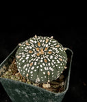 Astrophytum asterias cv. Super Kabuto