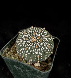 Astrophytum asterias cv. Super Kabuto