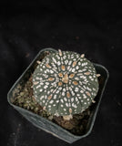 Astrophytum asterias cv. Super Kabuto