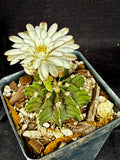 Gymnocalycium friedrichii LB 2178
