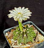 Gymnocalycium friedrichii LB 2178