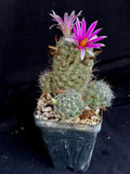 Mammillaria boollii