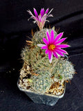 Mammillaria boollii